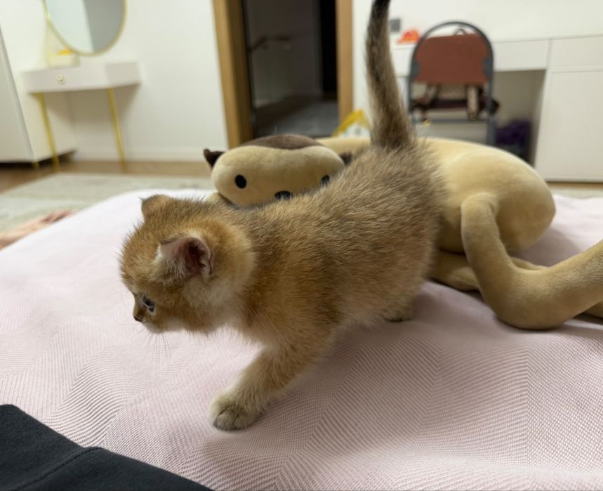 Золотые котята британские