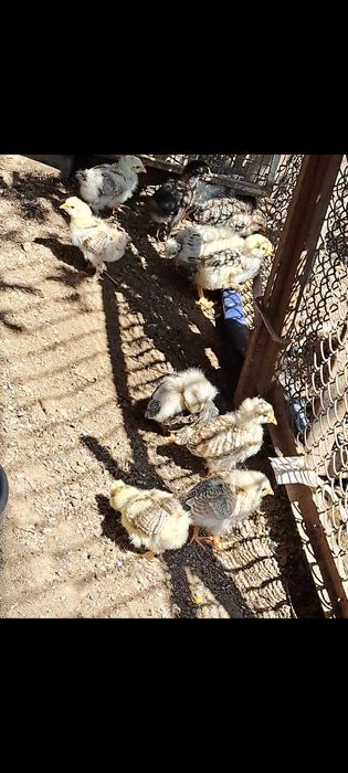 продам цыплят домашних