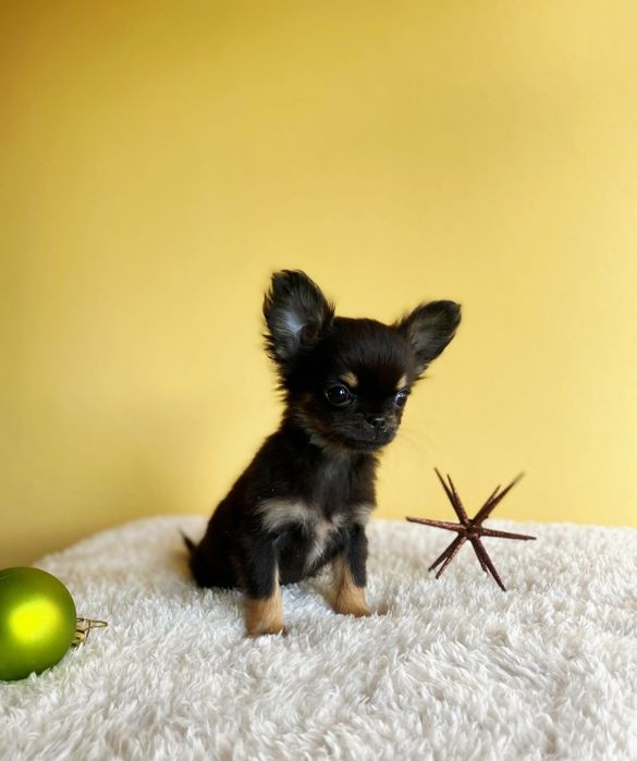 Дългокосместо чихуахуа