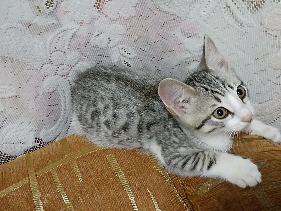 Отдам котёнка, мальчик.