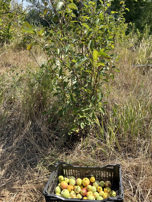 Зем. Участок дача