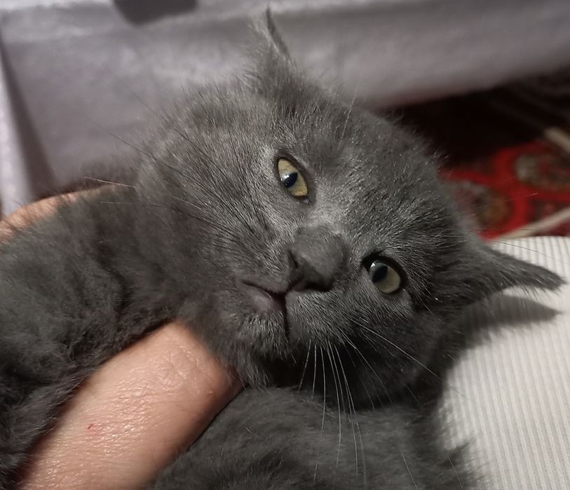 Мушукча 500 минг сумга сотилади