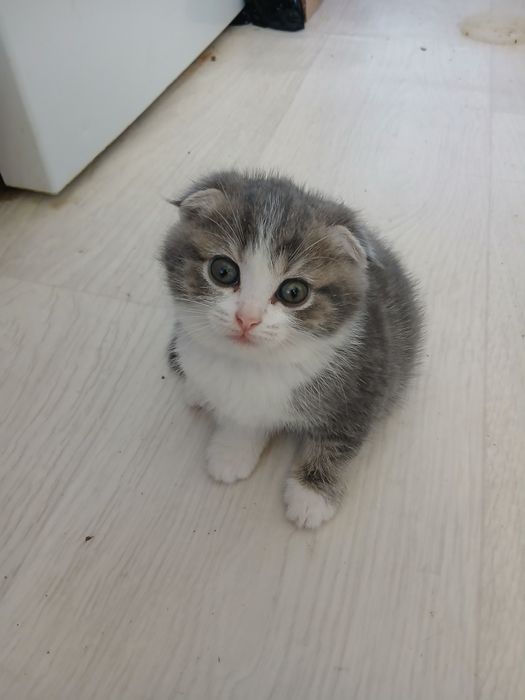 Пристраиваются котята