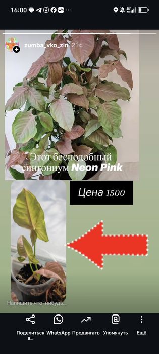 Продажа цветок Аглаонема