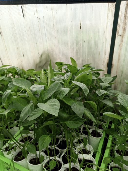 Продам рассаду огурцов, помидоров, баклажан, перца