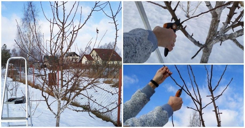 Жемис Агаштарын  кыркыу