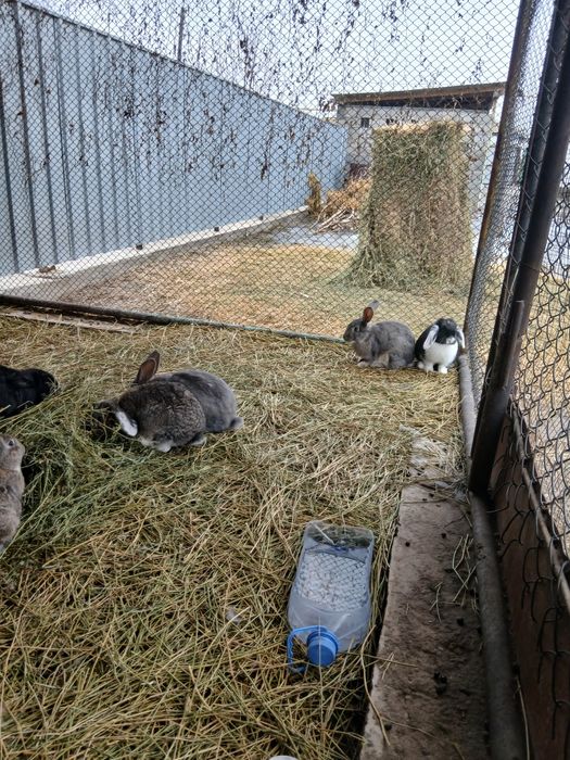 Продам кроликов вислаухий варан