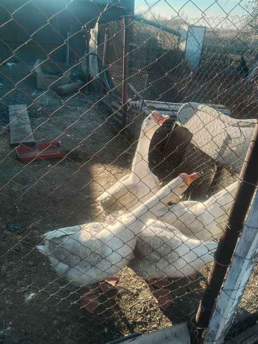 Продам 4- х гусей