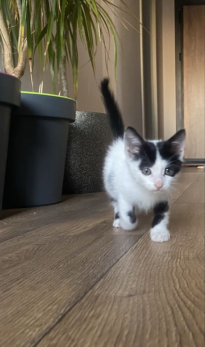 Подарявам котенце
