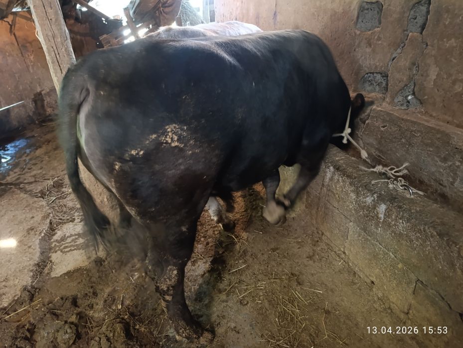 Продам двух хороших быков