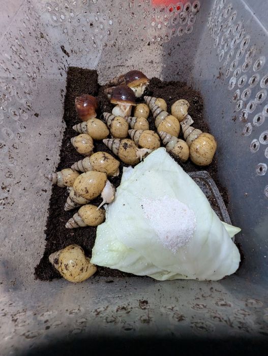 Улитки    ахитины