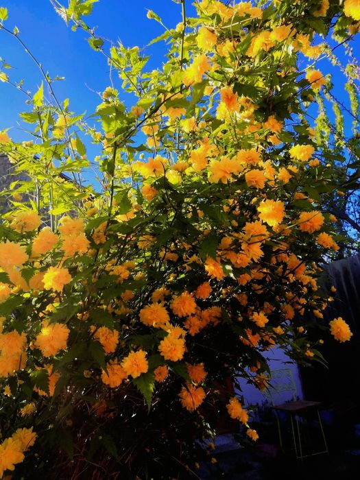 Plante perene - rezistente la îngheț