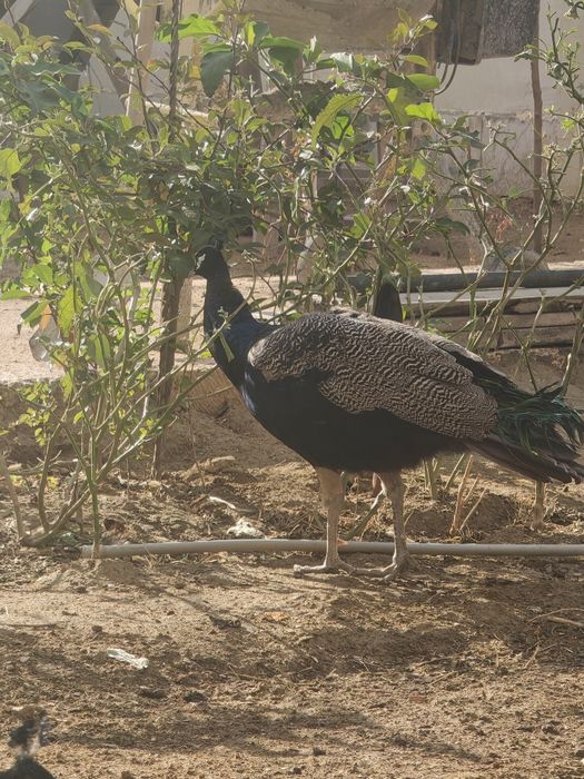 Павлины 2 самца и одна самка