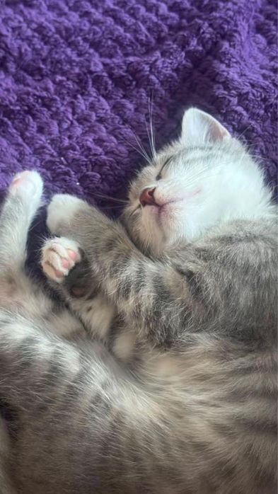 Кошка, котенок))