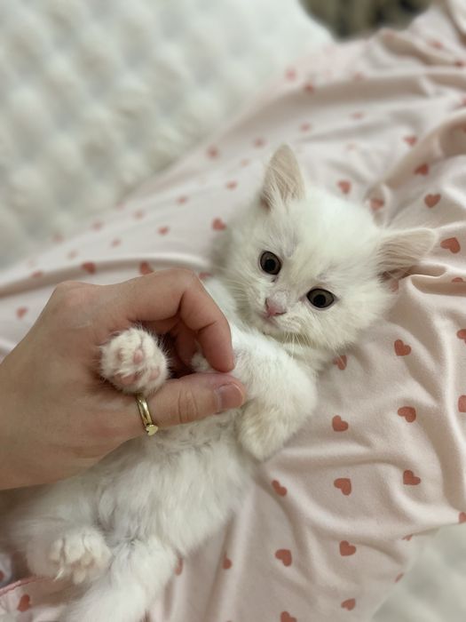 Мушук  сотилади