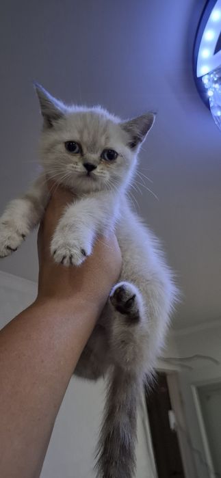 Британские милые котята
