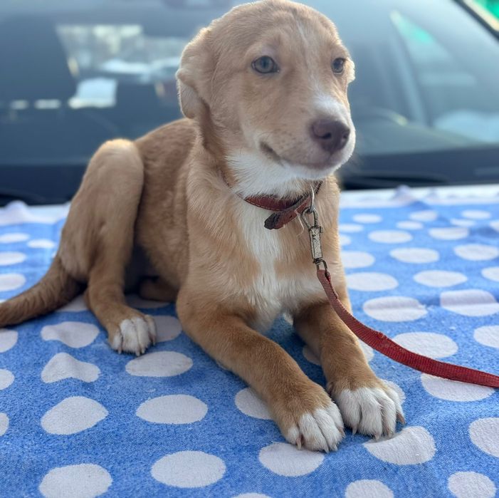 Отдам в добрые руки