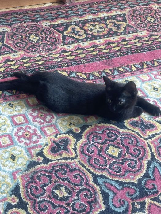 Отдам котенка в добрые руки