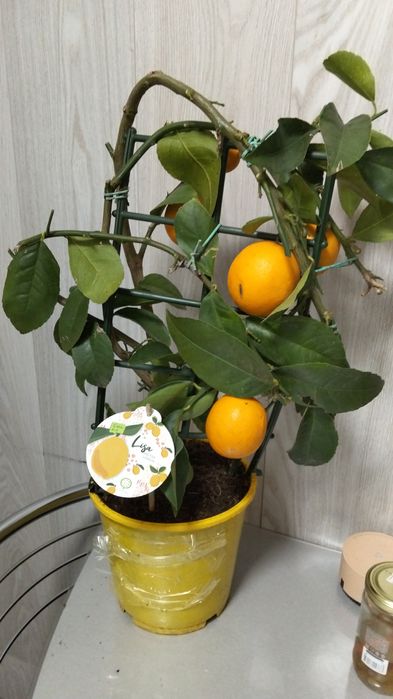 Продам лимонные деревья