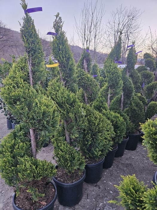 Plante ornamentale catalpa platani mesteacăn maslin