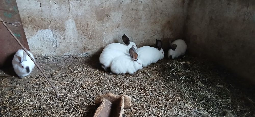 Vând iepuri de 4 luni  californian