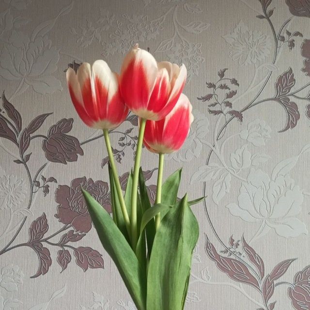 Лола кучатлари сотилади тупи илдизи билан Тюльпаны красные с луковицой