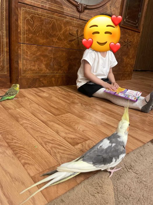 2 Попугая Корелла самец и самка  склеткой