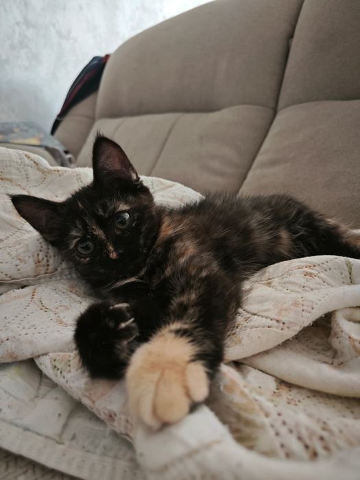 котята  в добрые руки