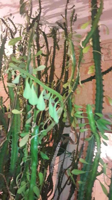 Продам  большой молочай.