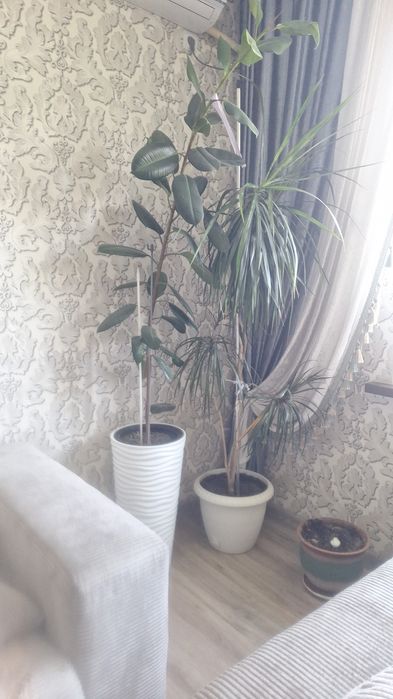 Домашние растение срочно