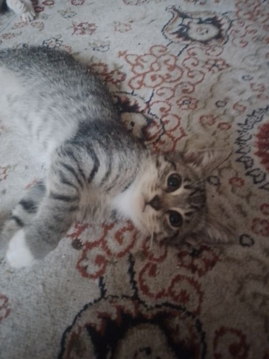 Отдам котят в добрые руки