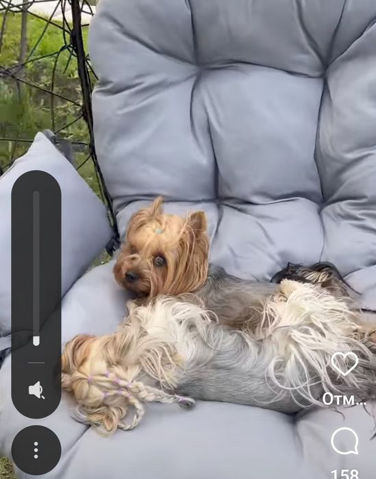 Йоркширский тельер щенки