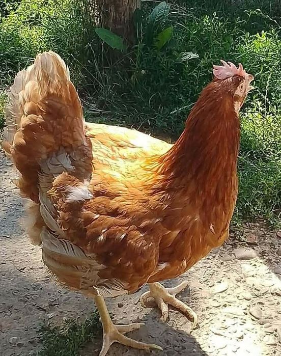 Găini roșii outoare