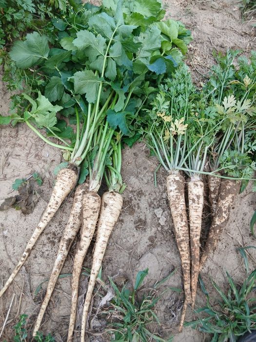 Telina, patrunjel, pastarnac