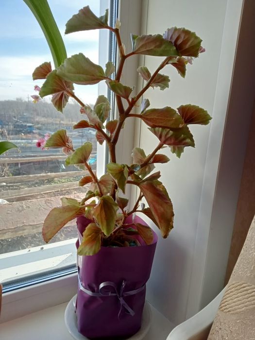 Продам комнатные растения