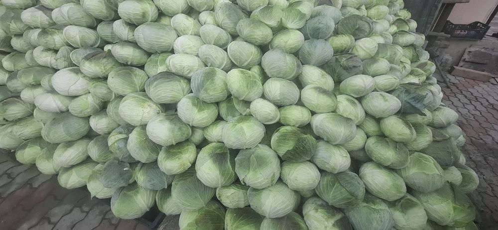 Varză de toamnă plată