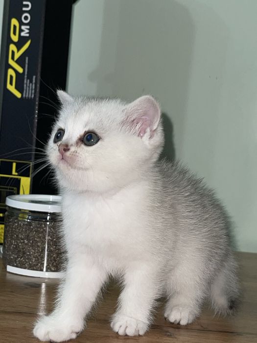 Продается котенки Британский поинт шиншила/ Скоттиш страйт