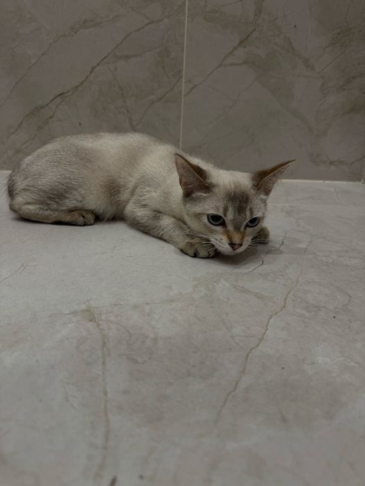 Чаузи котенок девочка F4