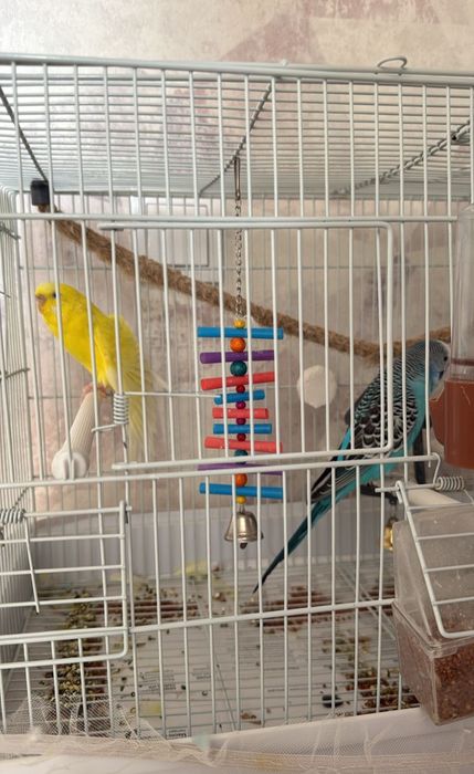 Әдемі папугай сатылады. 
Жасы: [жасы]
Қолға үйренген,