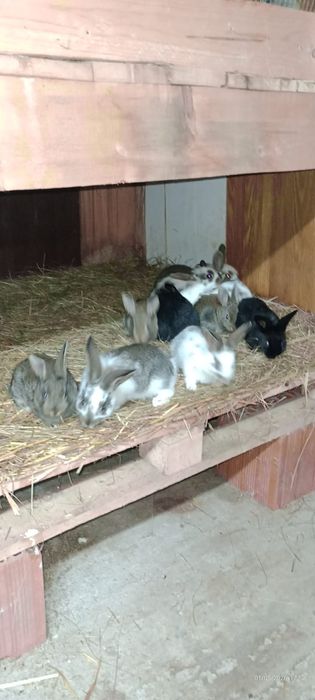 Vand pui de iepurasi