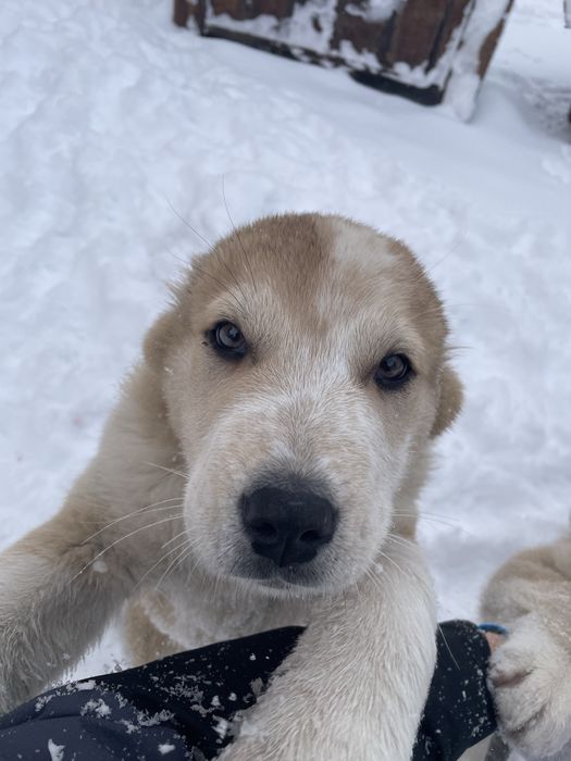 Щенок тобет мальчик срочно