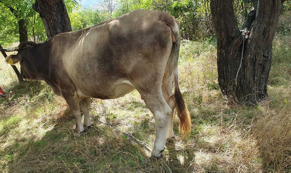 BOVINE - de vanzare vaca si vitel
