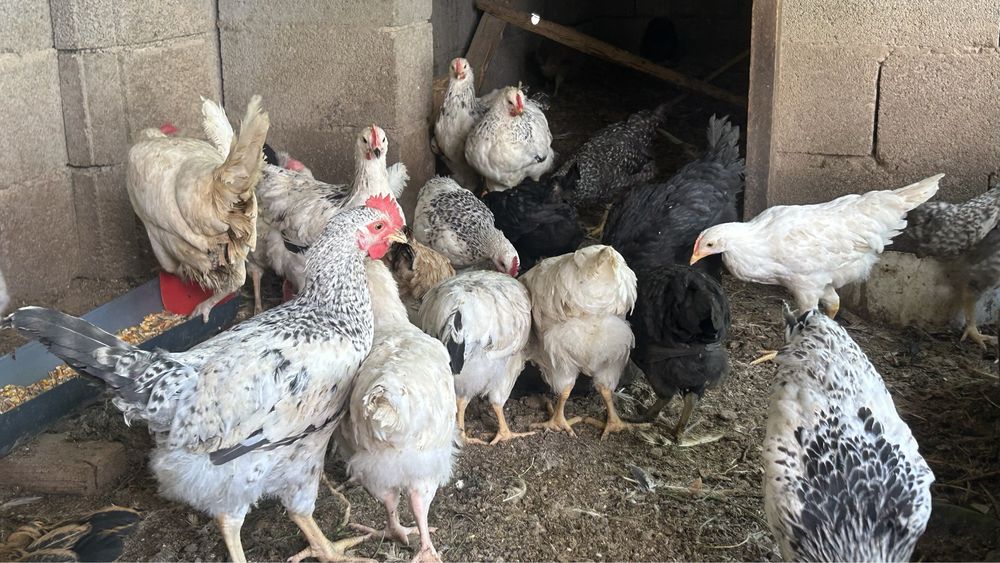 Продам курей и цыплят