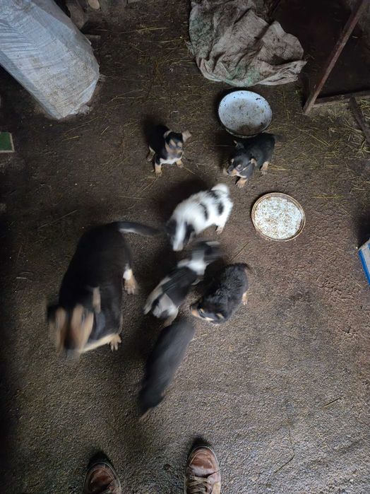 Продавам кученца