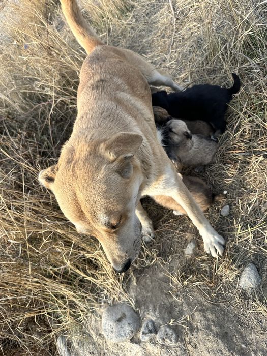 Отдам щенков в добрые руки
