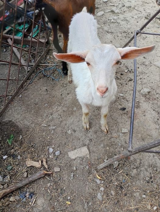 Vând capra alpin francez ciută