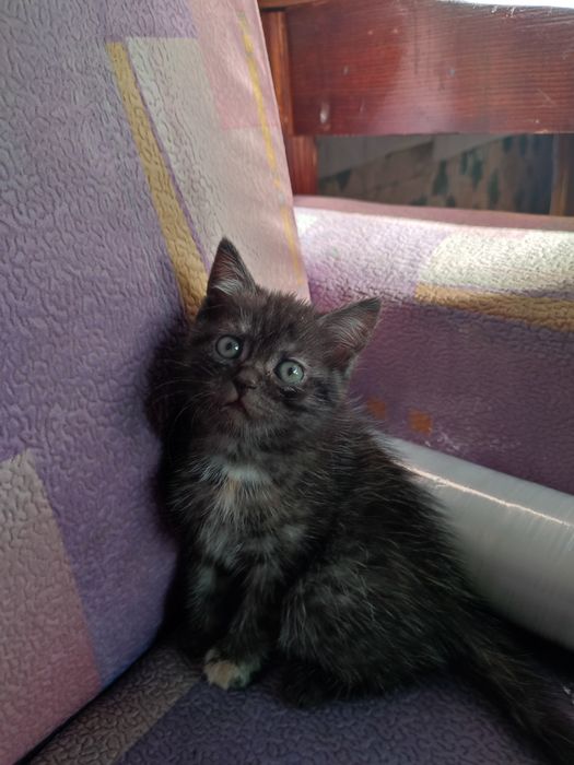 Котята отдам бесплатно