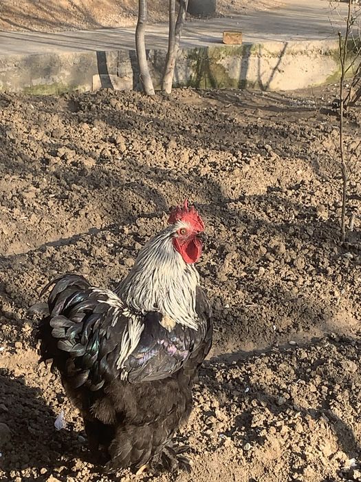 Soğlom gigant brama