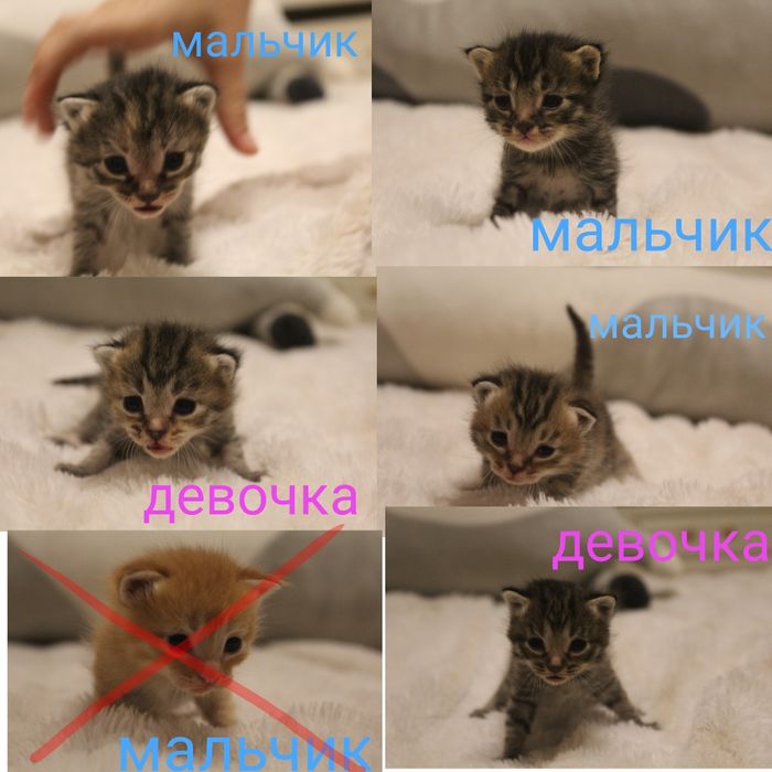 котят мама Мейнкун, папа уличный