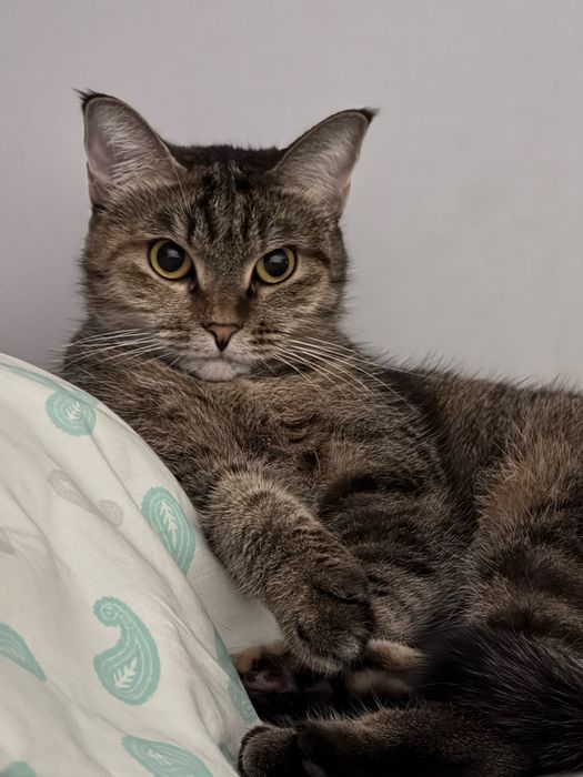 Отдам в хорошие руки кошку! Культурную!